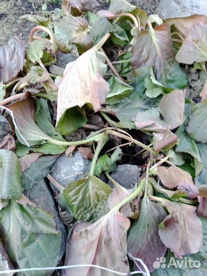 Бадан в наличии