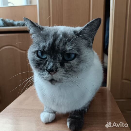 Кошечка Буся ищет любящих хозяев