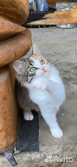 Кошка в дар