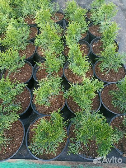 Туя смарагд