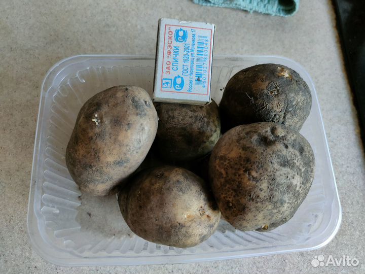Продам картофель