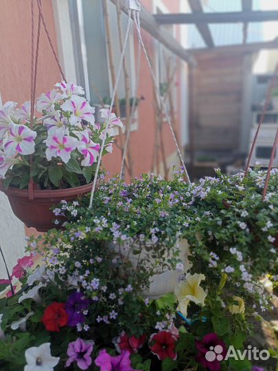 Бакопа ампельная