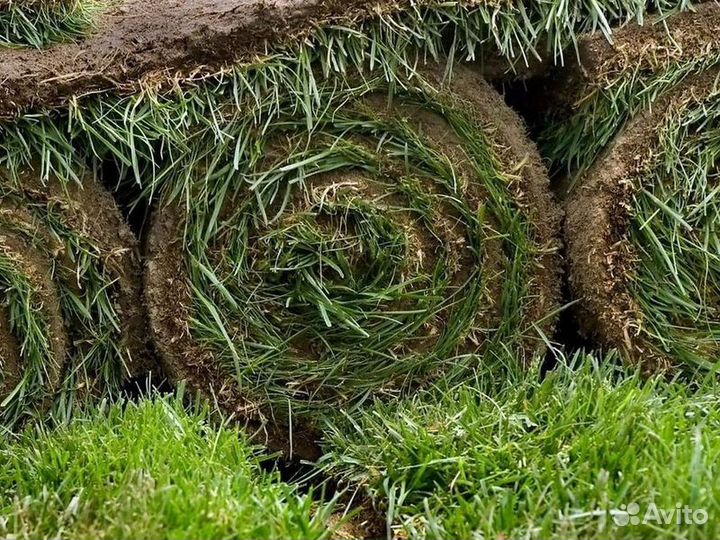 Рулонный газон