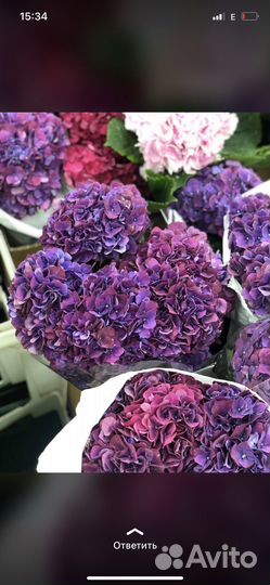 Гортензия букет