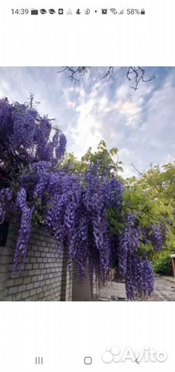 Глициния саженцы