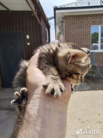 Бенгальские котята