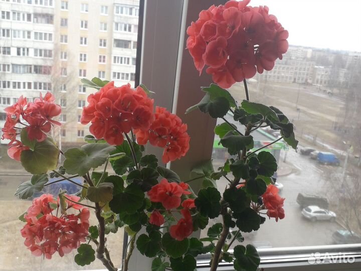 Пеларгония герань