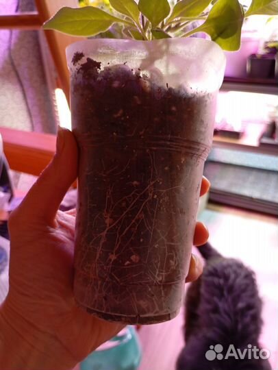 Петуния ампельная Тайдел вэйв черри, рассада