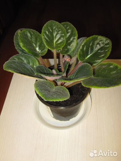 Фиалка розовая 120 и Хлорофитум 55