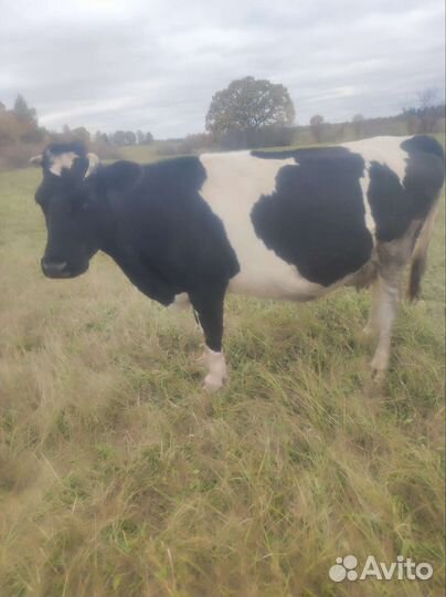 Продам корову