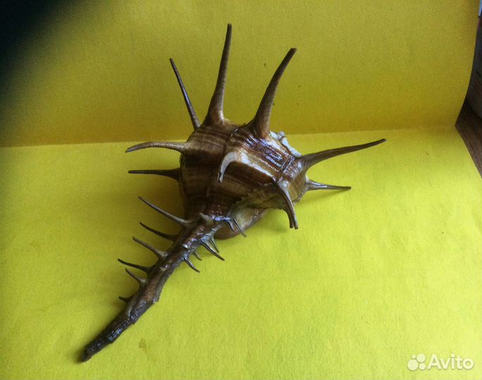 Морская раковина Murex cornutus 154 мм продано