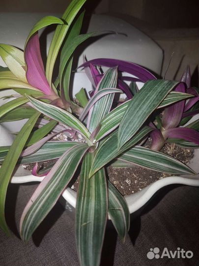 Рео триколор (пестролистный)