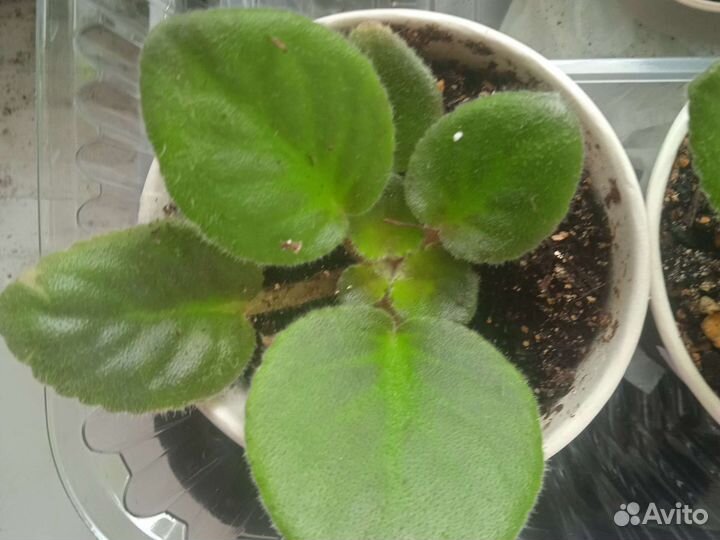 Стартеры сортовых фиалочек