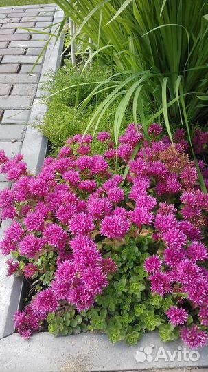 Многолетние растения для сада