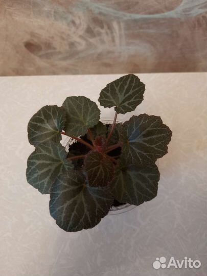 Камнеломка