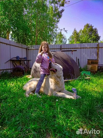 Собака для вязки Алабай