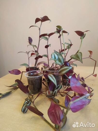 Традесканция, Антуриум, фиалка, Эписция,папоротник