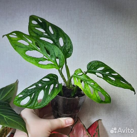 Монстера манки