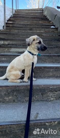 Пес мелкий, собака, кобель