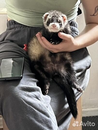 Хорек вязка