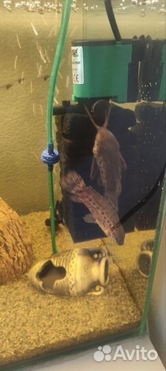 Сом Таракатум