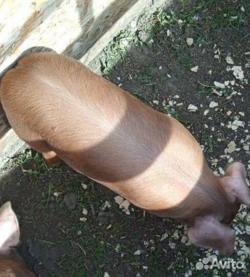 Поросята Дюрок и Пьетрен на племя чистокровные