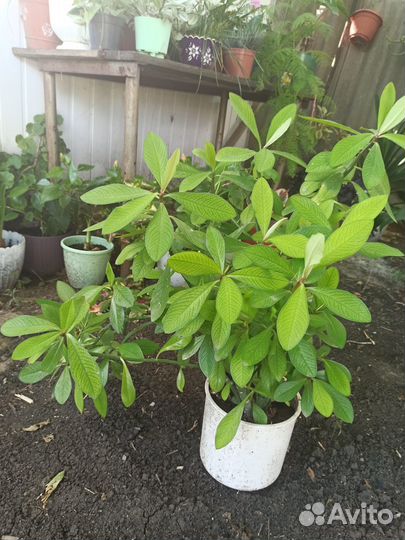 Продам цветы комнатные