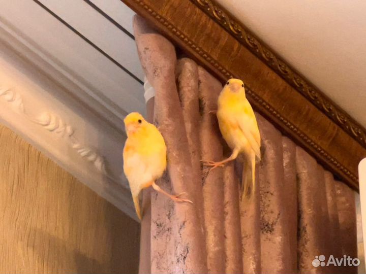 Кенара молодые птенцы (3,4,5 месяца)