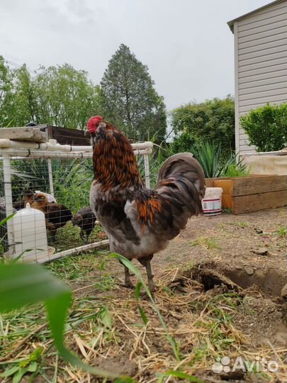 Инкубационное яйцо Амераукана