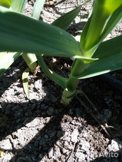 Чеснок и детка Рокамболь