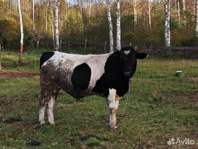 Бык 1.5 года 540кг