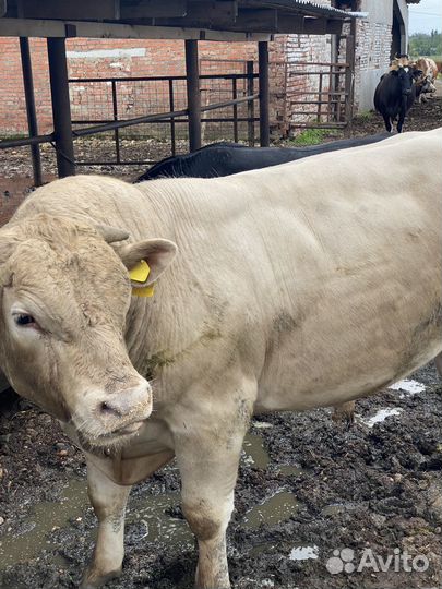 Быки на племя абердин,шароле