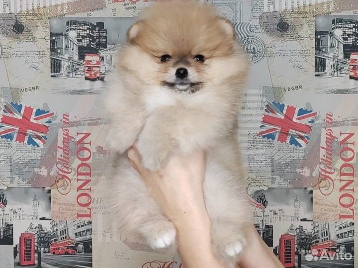 Померанский шпиц тип мишка мини