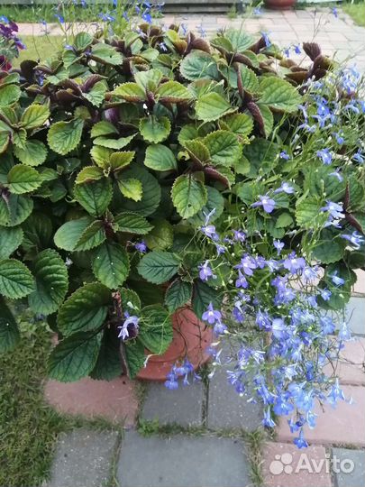 Плектрантус