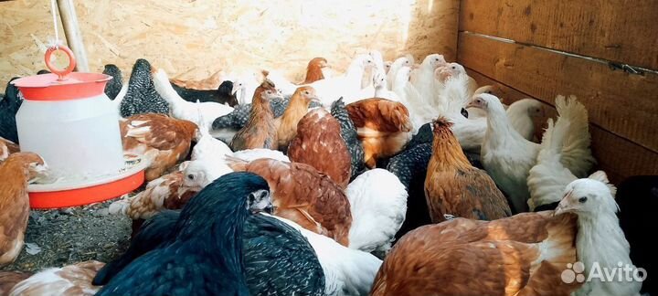 Куры молодки