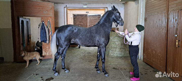 Орловская лошадь