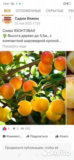 Слива