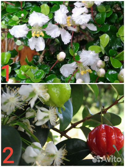 Редкие комнатные растения