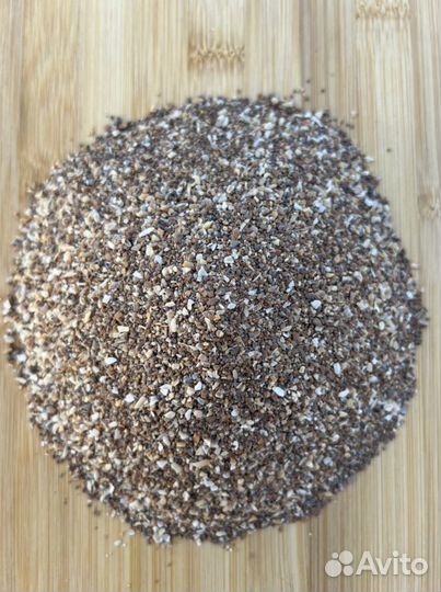 Ракушка морская