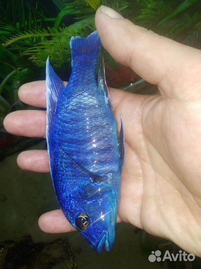 Акара бирюзовая, аулонокары. попугаи сапфировые