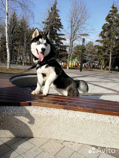 Вязка хаски