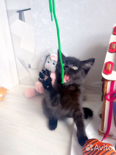 Кошечка в дар