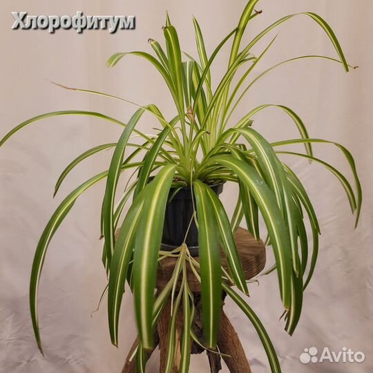 Продам цветы комнатные