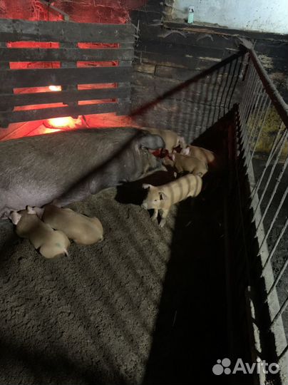 Поросята породы дюрок