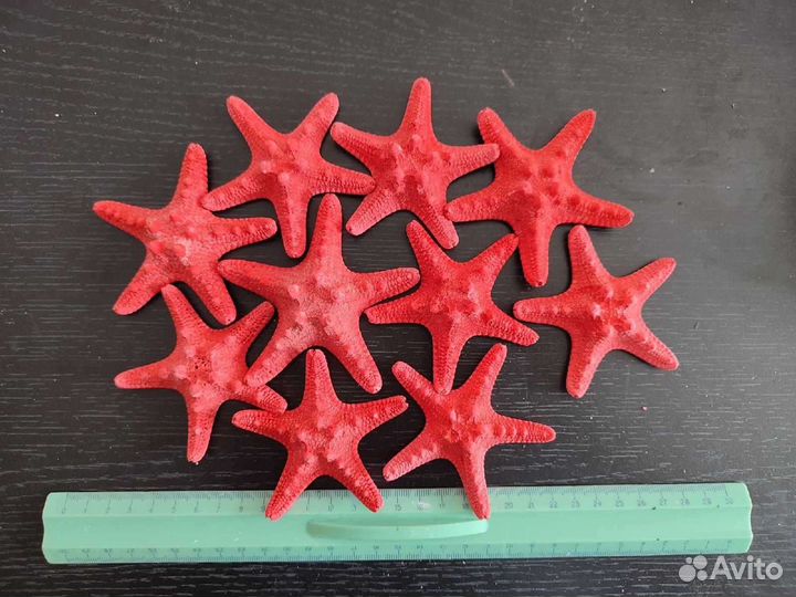Морская звезда