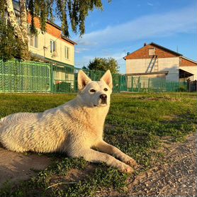 Продается собака (нет)