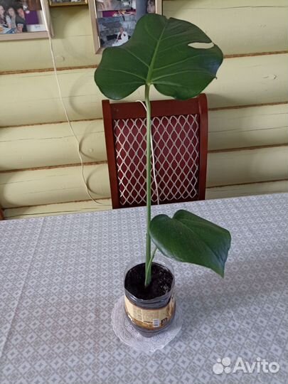 Комнатные растения цветы