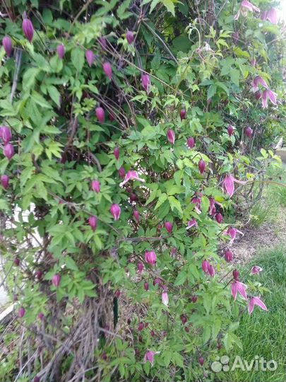 Княжики семейство клематисов