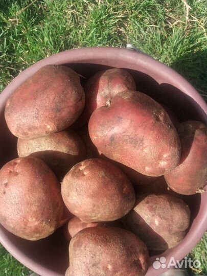 Картофель домашний