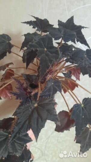 Бегония клеопатра